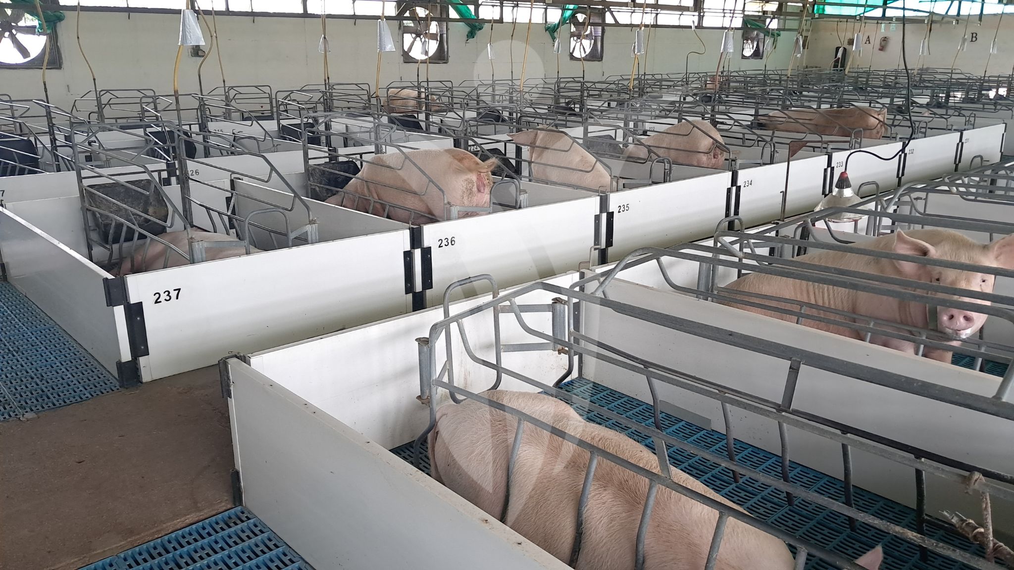 Manejo de cerdas previo al parto